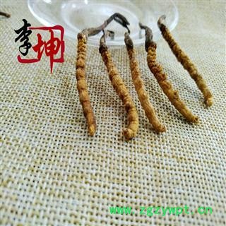 【包邮】冬虫夏草 虫草 4000条  色泽饱满 无竹签无断草 产地直供 品质保证【良心经营 品种齐全】图2