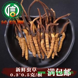 【满包邮】3月产新新鲜虫草本色货0.3~0.5克/根散装产地直供冬虫夏草沁信源中药批发图1