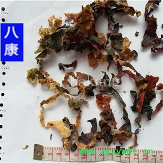 昆布 统图3