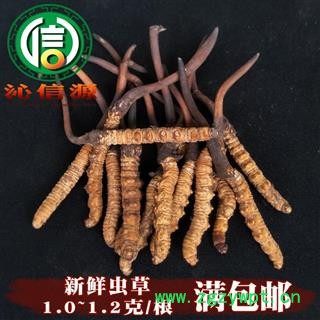 【满包邮】3月产新新鲜虫草本色货1.0~1.2克/根散装产地直供冬虫夏草沁信源中药批发图1