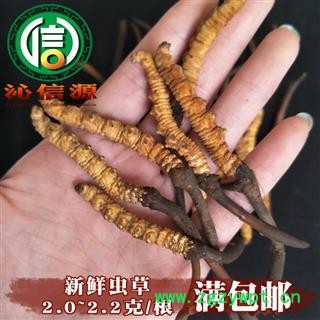 【满包邮】3月产新新鲜虫草本色货2.0~2.2克/根散装产地直供冬虫夏草沁信源中药批发图1