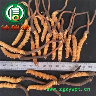 【满包邮】3月产新新鲜虫草本色货2.0~2.2克/根散装产地直供冬虫夏草沁信源中药批发图2