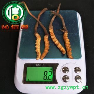 【满包邮】3月产新新鲜虫草本色货2.0~2.2克/根散装产地直供冬虫夏草沁信源中药批发图3