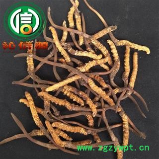 【满包邮】3月产新新鲜虫草本色货0.5~0.7克/根散装产地直供冬虫夏草沁信源中药批发图4