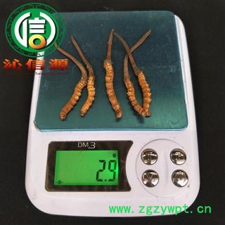 【满包邮】3月产新新鲜虫草本色货0.5~0.7克/根散装产地直供冬虫夏草沁信源中药批发图3