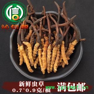 【满包邮】3月产新新鲜虫草本色货0.7~0.9克/根散装产地直供冬虫夏草沁信源中药批发图1