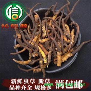 【满包邮】3月产新新鲜虫草本色货断草散装产地直供冬虫夏草断节草沁信源中药批发图1