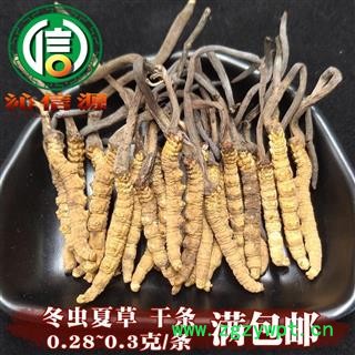 【满包邮】干虫草3500条 平均0.28~0.3克每条 散装产地直供冬虫夏草沁信源中药批发图1