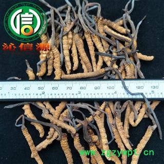 【满包邮】干虫草3500条 平均0.28~0.3克每条 散装产地直供冬虫夏草沁信源中药批发图2