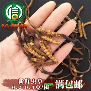 【满包邮】3月产新新鲜虫草本色货0.2~0.3克/根散装产地直供冬虫夏草沁信源中药批发图1