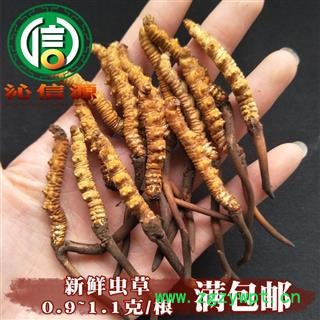 【满包邮】3月产新新鲜虫草本色货0.9~1.1克/根散装产地直供冬虫夏草沁信源中药批发图1