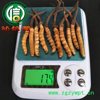 【满包邮】3月产新新鲜虫草本色货1.6~1.8克/根散装产地直供冬虫夏草沁信源中药批发图3