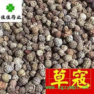 草豆蔻 大选货 草寇 草叩 产地 广西壮族自治区 供应各种中药材图4