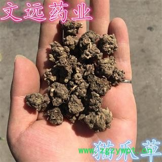 猫爪草 精选 选装 猫爪草 猫抓草  小毛茛 产地 河南省南阳市市辖区图1