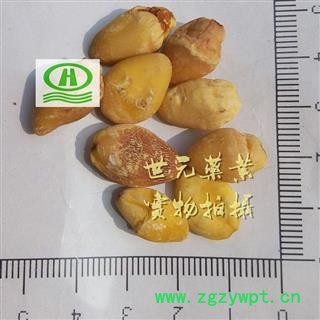 世元药业 白果仁 银杏正品 食品级  【全品除尘中药】 灵眼 佛指柑 公孙树子图2