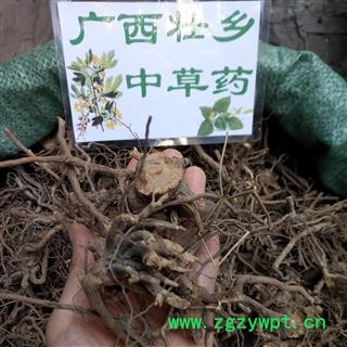 广西壮乡中草药 野生 全根 三月泡 茅莓根 红梅消 三月泡根 蛇泡筋 产地 广西柳州图1