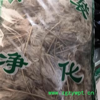 新辉药业正品白毛花  白茅花  茅针花图1