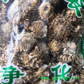 新辉药业漏芦花  野兰 鬼油麻 狼头花图1