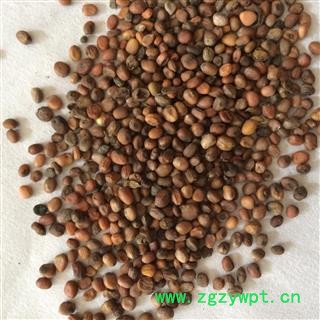 莱菔子 炒莱菔子统货 产地 山东省 国药堂 专注品质图1