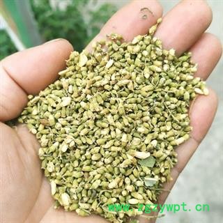 安祁名药优质槐米  国槐米  槐米茶 槐花图1