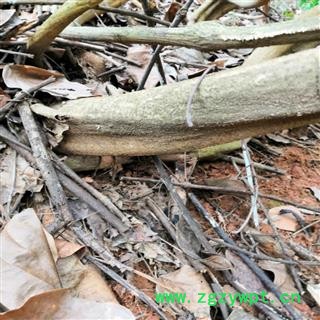 新鲜鸡血藤 野生生品鸡血藤 网状鸡血藤 整条砍砍药 根子药 跑江湖 地摊药图2