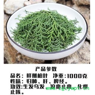 新鲜侧柏叶纯叶无树枝秦岭野生侧柏叶扁柏叶防脱生发密发增发500g图2