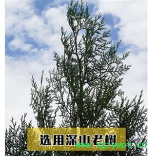 新鲜侧柏叶纯叶无树枝秦岭野生侧柏叶扁柏叶防脱生发密发增发500g图4