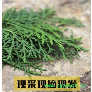 新鲜侧柏叶纯叶无树枝秦岭野生侧柏叶扁柏叶防脱生发密发增发500g图3