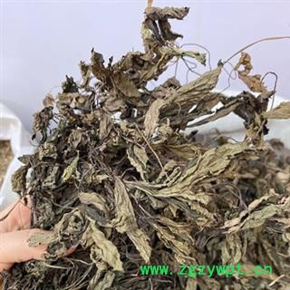 安祁名药肺心草  白侧耳 梅花草 肺筋草图1