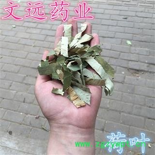 荷叶 莲藕叶   藕叶 产地 湖南省湘潭市市辖区图1