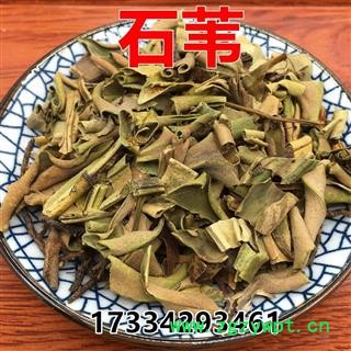 中药材 石韦 小叶石韦茶 石苇草 石背柳 石兰图1