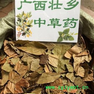 广西壮乡中草药 野生 葫芦茶 剃刀柄 金剑草 咸鱼草 产地 广西柳州图1