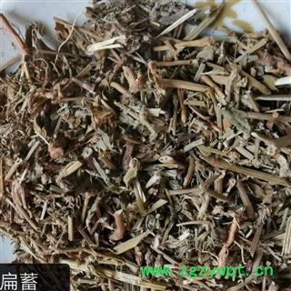 萹蓄 扁竹 扁茿 畜辩 扁蔓 扁蓄 地扁蓄 编竹 扁畜 粉节草 道生草 扁竹 扁竹蓼 乌蓼 大蓄片 野铁扫把 路柳 疳积药 斑鸠台 蚂蚁草 猪圈草 桌面草 路边草 七星草 铁片草 竹节图1