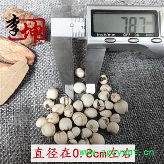 【包邮】川贝母 松贝一级0.8cm（50g）正宗四川松潘产【良心经营 假一罚十】图4