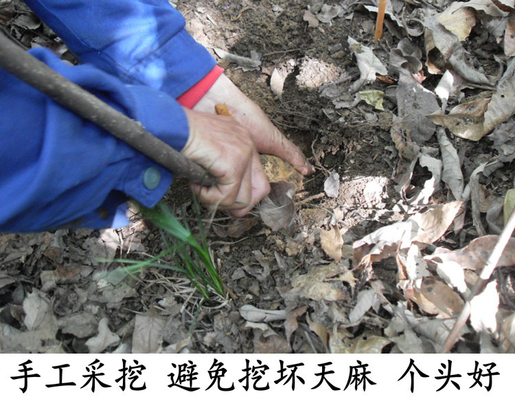 天麻山药炖鸽子汤天麻大好还小好处