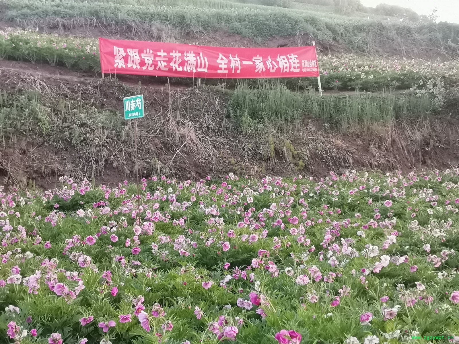 赤芍种子  川赤芍种子 赤芍苗  川赤芍苗 中药材种子图3