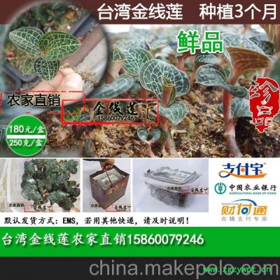 台湾金线莲鲜品--本世纪流行的美容保健品，天然种植3个月