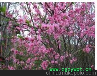 1 泰安菊花碧桃1—5cm 菊花碧桃规格