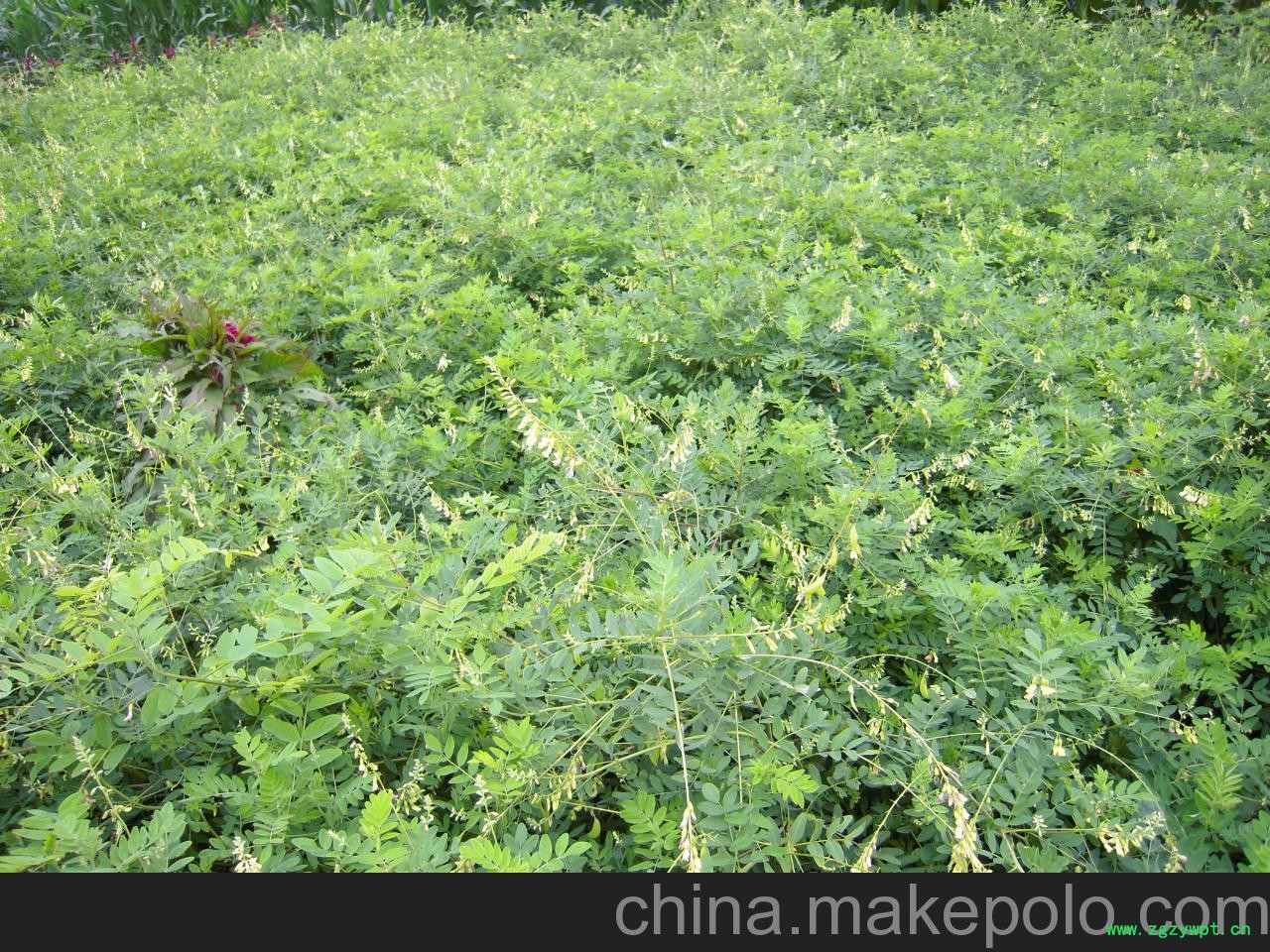 供应北京黄芪10