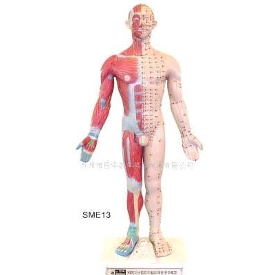 SME131 十四经穴电动针灸模型,语音提示