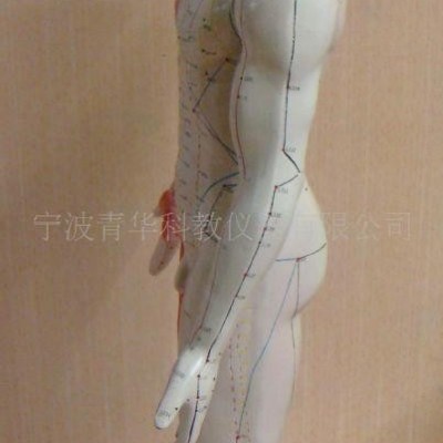 人体针灸模型（85CM）材料PVC