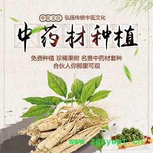 药材种植 中药材种植 免费种植图7