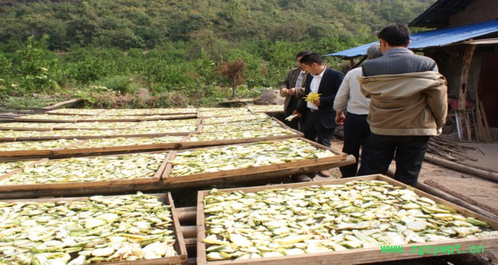 云雾山川佛手鲜果，道地川佛手，中药材佛手