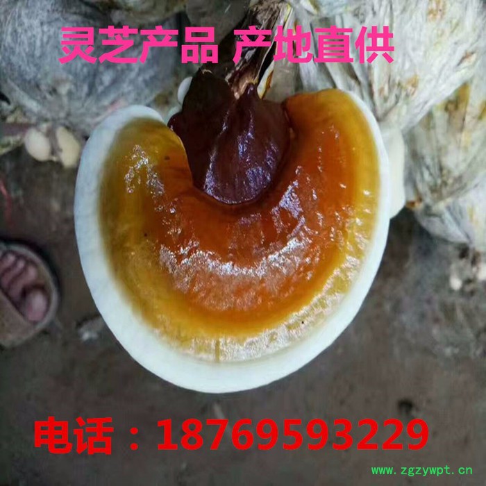 山东基地直销灵芝 批发中药 药食同源 **灵芝个子 量大价优图3