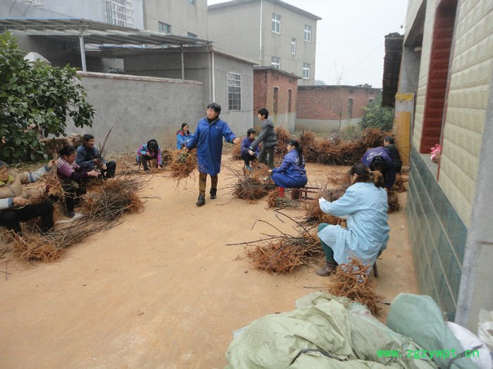 产业扶贫好项目--栽植中药材吴茱萸苗    药材种子、种苗药材种子、种苗图6