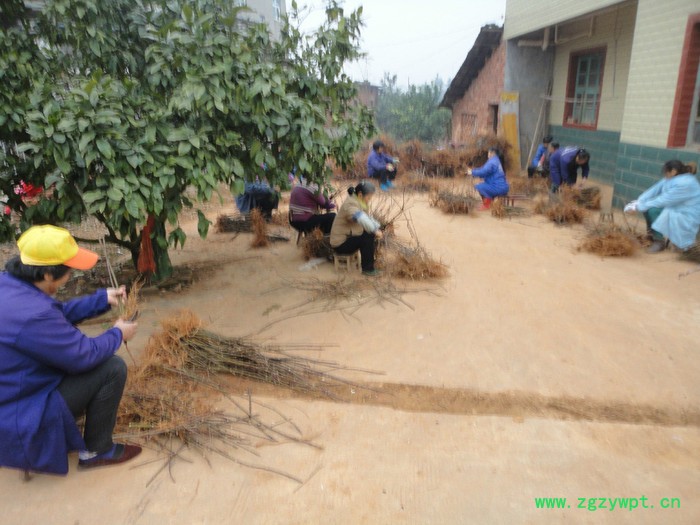 产业扶贫好项目--栽植中药材吴茱萸苗    药材种子、种苗药材种子、种苗图5