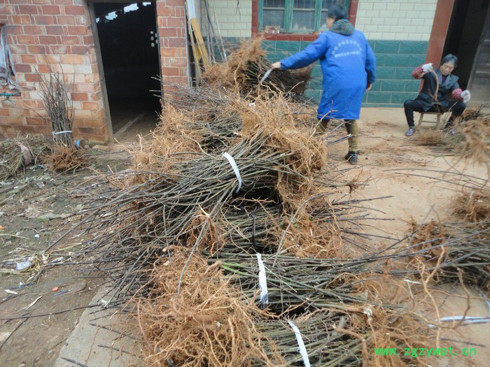 产业扶贫好项目--栽植中药材吴茱萸苗    药材种子、种苗药材种子、种苗图8