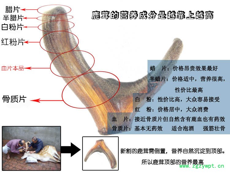 原支鹿茸片白色鹿茸片中药材散装批发