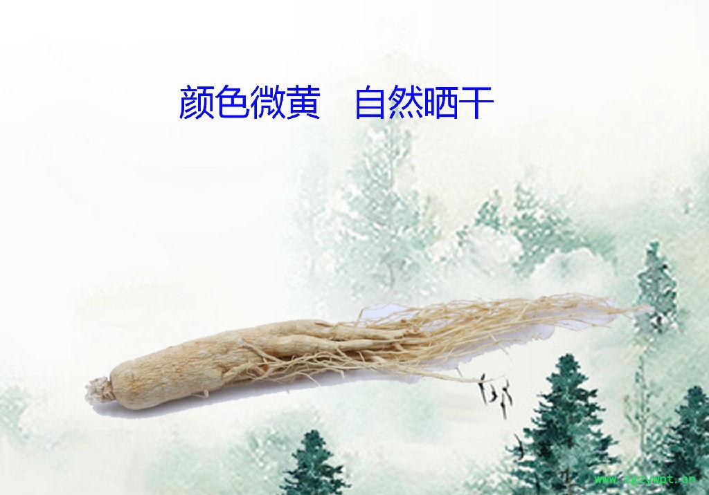 中药生晒参价格,长白山白参多钱,长白山人参白参